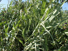 Arundo donax