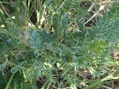 Indigofera cryptantha cryptantha