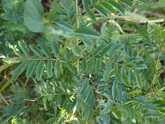 Indigofera cryptantha cryptantha