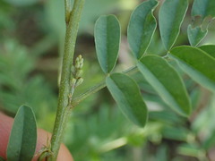 Indigofera cryptantha cryptantha