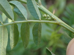 Indigofera cryptantha cryptantha