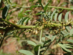 Indigofera cryptantha cryptantha