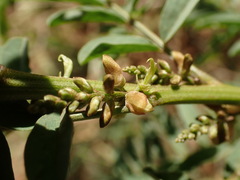 Indigofera cryptantha cryptantha