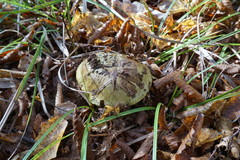 Cortinarius callochrous