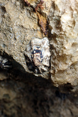 Patelloida latistrigata