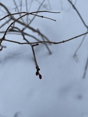 Dirca palustris