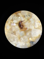 Parasteatoda merapiensis