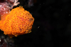 Hypsistozoa distomoides