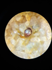 Parasteatoda merapiensis