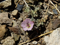 Sphaeralcea philippiana