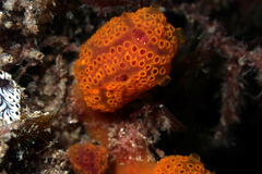 Hypsistozoa distomoides