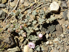 Sphaeralcea philippiana