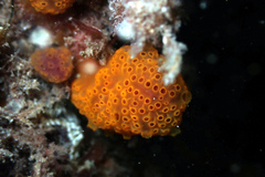 Hypsistozoa distomoides