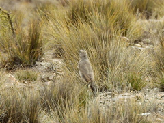 Muscisaxicola frontalis