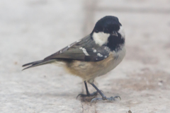 Periparus ater britannicus