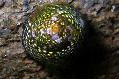 Chlorodiloma odontis