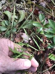Dichanthelium dichotomum