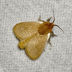 Comana albibasis