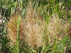 Phragmites vallatoria