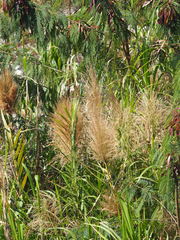 Phragmites vallatoria