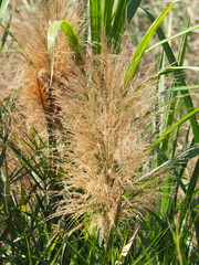 Phragmites vallatoria