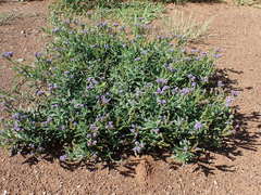 Heliotropium amplexicaule