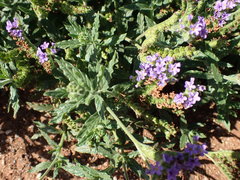 Heliotropium amplexicaule