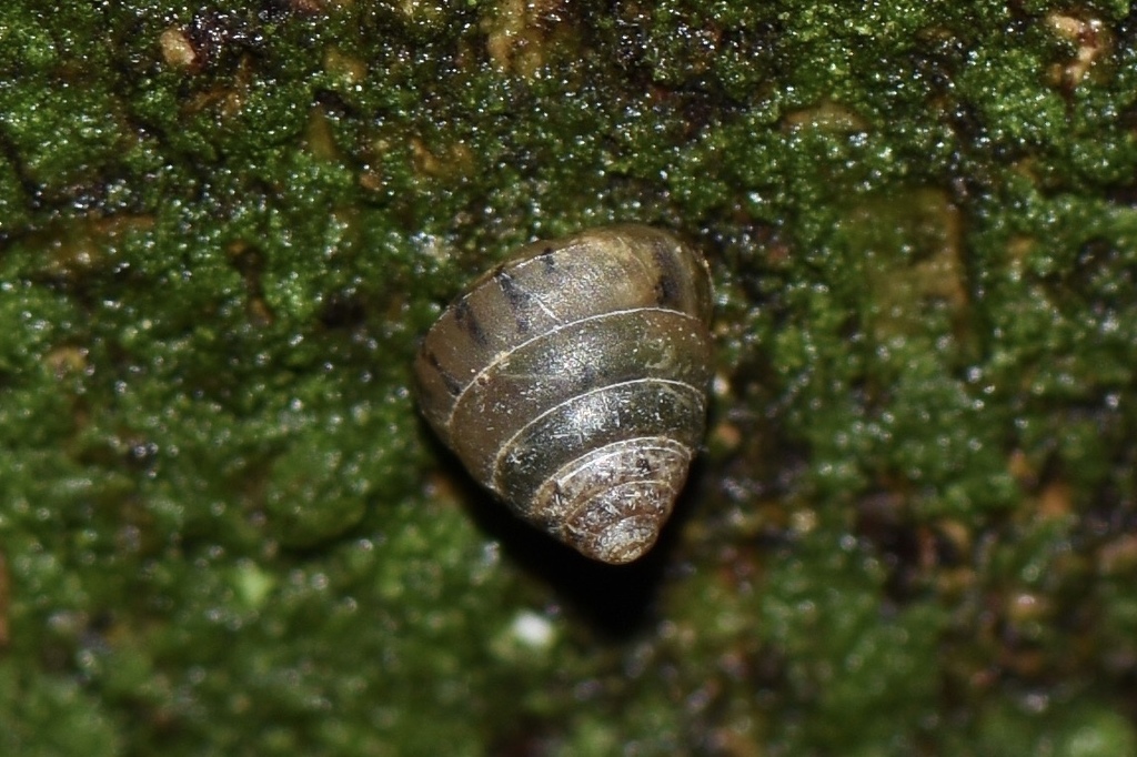 Kaliella munipurensis
