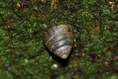 Kaliella munipurensis