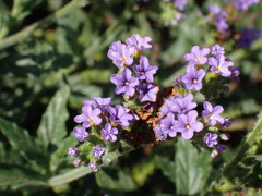 Heliotropium amplexicaule