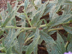 Heliotropium amplexicaule