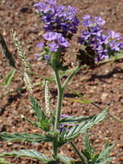 Heliotropium amplexicaule