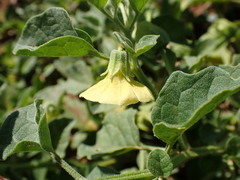 Physalis viscosa