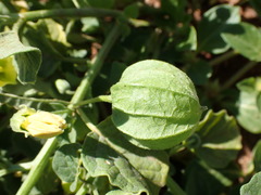 Physalis viscosa