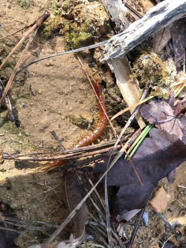 Scolopocryptops sexspinosus