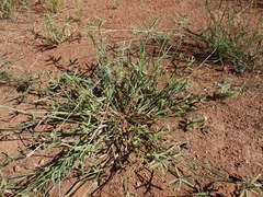 Dactyloctenium aegyptium