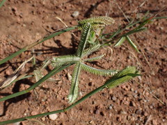 Dactyloctenium aegyptium
