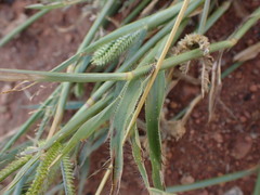 Dactyloctenium aegyptium