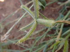 Dactyloctenium aegyptium