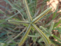 Dactyloctenium aegyptium