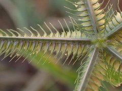 Dactyloctenium aegyptium