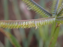 Dactyloctenium aegyptium