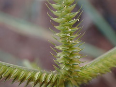 Dactyloctenium aegyptium