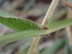 Dactyloctenium aegyptium