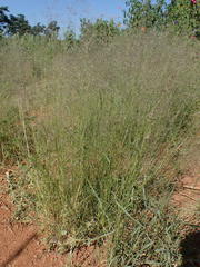 Eragrostis cylindriflora