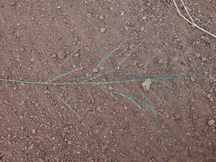 Eragrostis cylindriflora