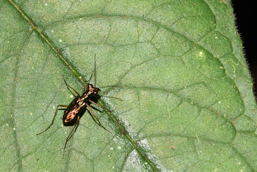 Megalomma fulgens