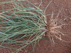 Eragrostis cylindriflora