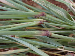 Eragrostis cylindriflora