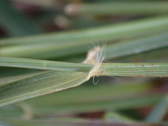 Eragrostis cylindriflora